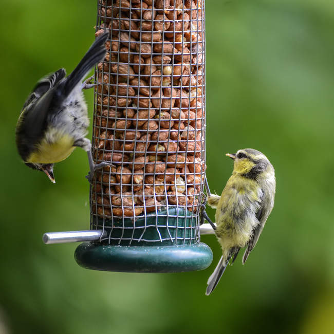 Blue Tit on bird feeder — Stock Photo