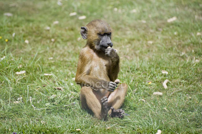 Дитячий бабуїн сидить на траві — стокове фото