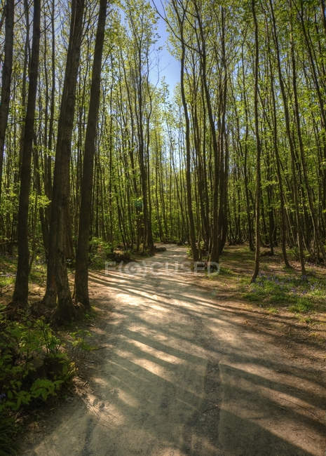 Path through beech tree forest — Stock Photo
