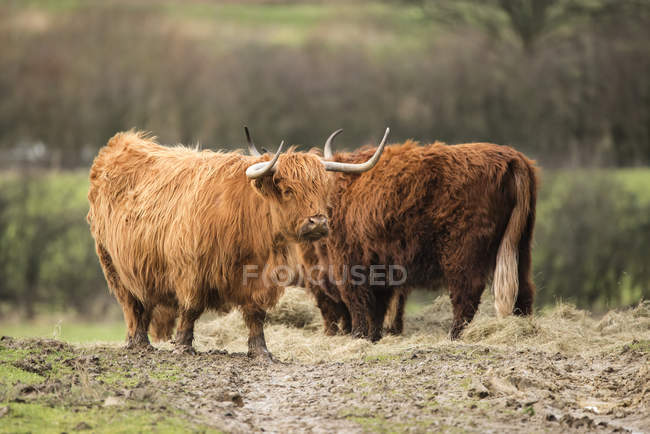 Schöne schottische Hochlandrinder — Stockfoto