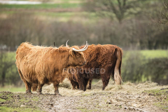 Bonito boi escocês Highland — Fotografia de Stock