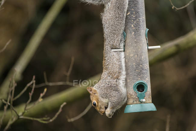 Squirrel hanging upside down — Stock Photo