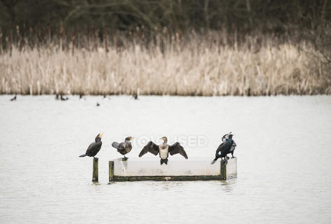 Corvos-marinhos descansando em lago calmo — Fotografia de Stock
