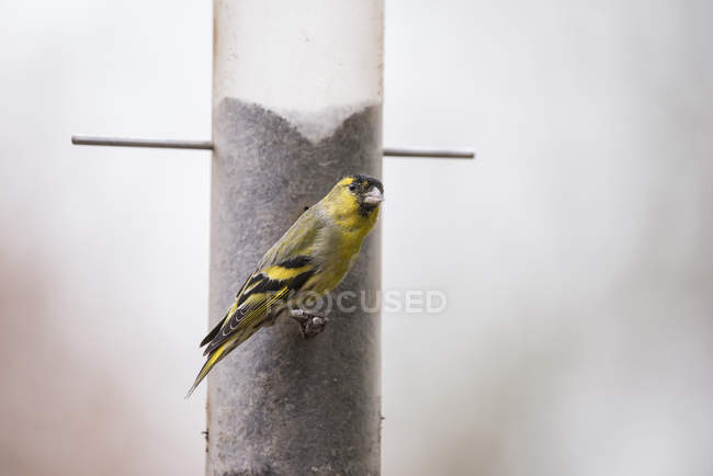 Siskin wild bird on column — Stock Photo
