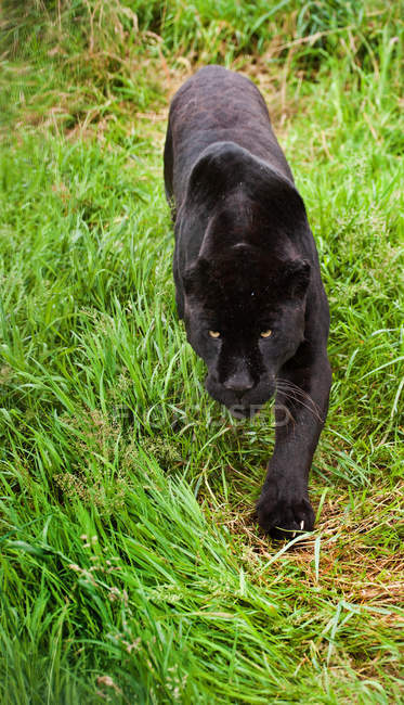 Чорний jaguar Panthera Onca що крадеться — стокове фото