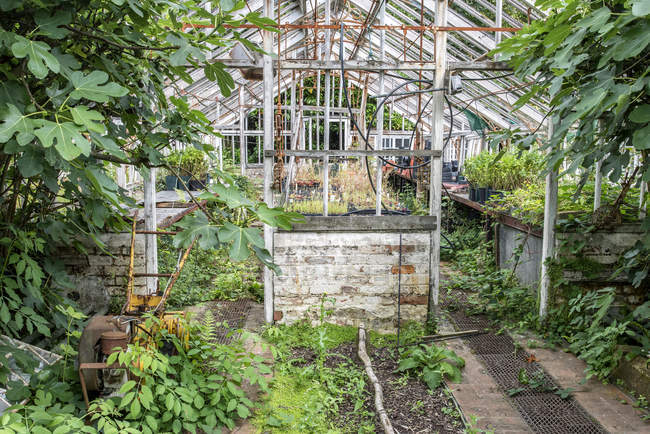 Victorian era greenhouse left ro ruin — Stock Photo