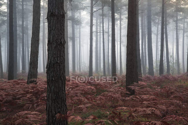 Paesaggio di mattina nebbiosa nella pineta — Foto stock
