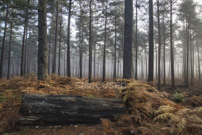 Paesaggio di mattina nebbiosa nella pineta — Foto stock