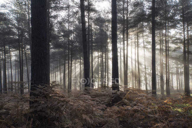 Landschaft des nebligen Morgens im Kiefernwald — Stockfoto