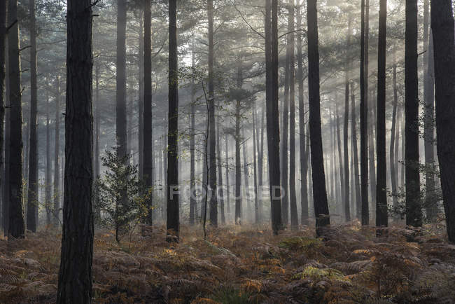 Landscape of foggy morning in pine forest — Stock Photo