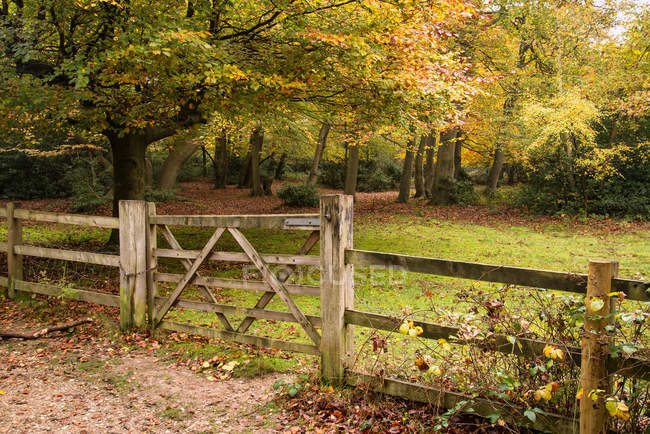 Vibrant colours in forest landscape — Stock Photo