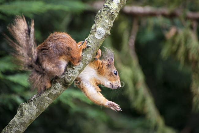 Rotes Eichhörnchen spielt im Baum — Stockfoto