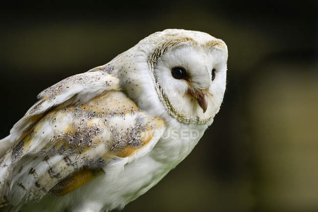 Barn owl tuto aluco — стоковое фото