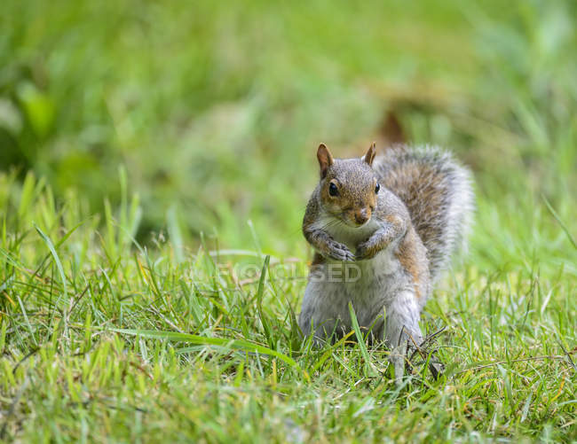 Écureuil gris sur l'herbe — Photo de stock