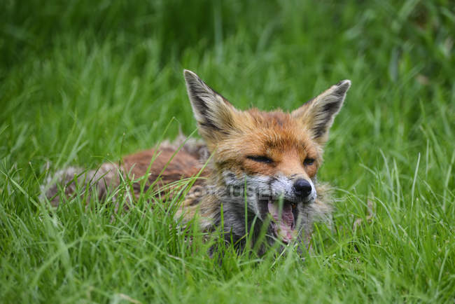 Red fox Vulpes Vulpes — Stock Photo