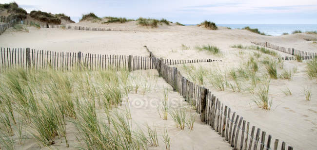 Трава в піщаних дюнах з дерев'яним парканом — стокове фото