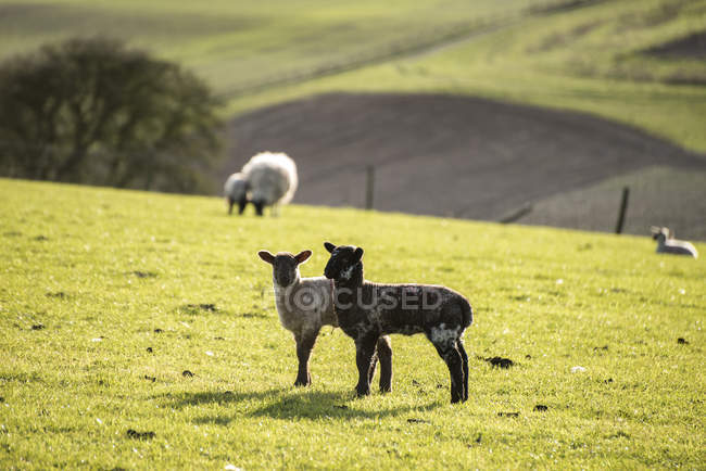 Agneaux et moutons de printemps dans les champs — Photo de stock