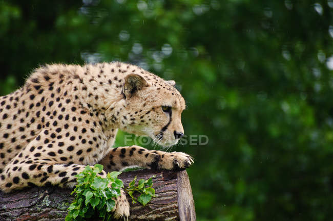 Cheetah Acinonyx Jubatus — Stock Photo