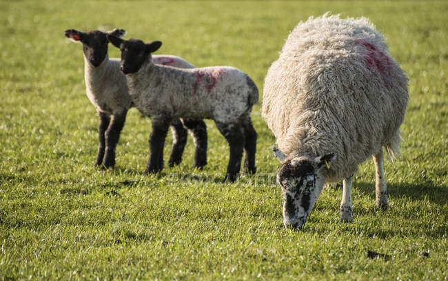 Весняні ягнята та вівці на полях — стокове фото