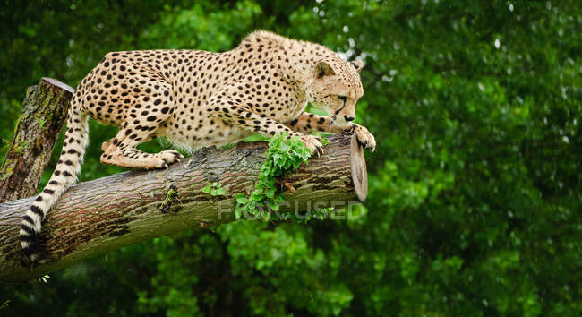 Cheetah Acinonyx Jubatus — Stock Photo