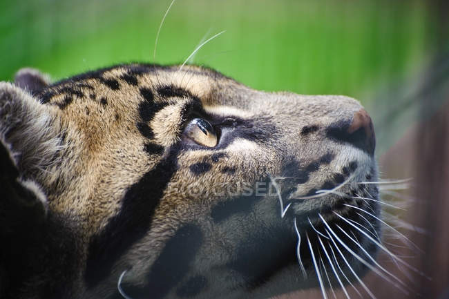 Leopardo nublado Neofelis Nebulova — Fotografia de Stock