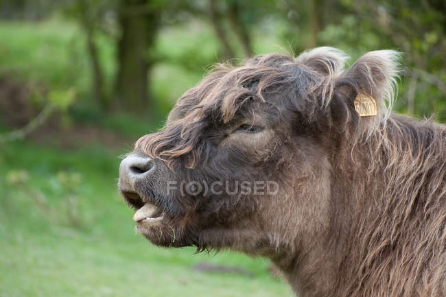 Highland cattle cow breed — Stock Photo