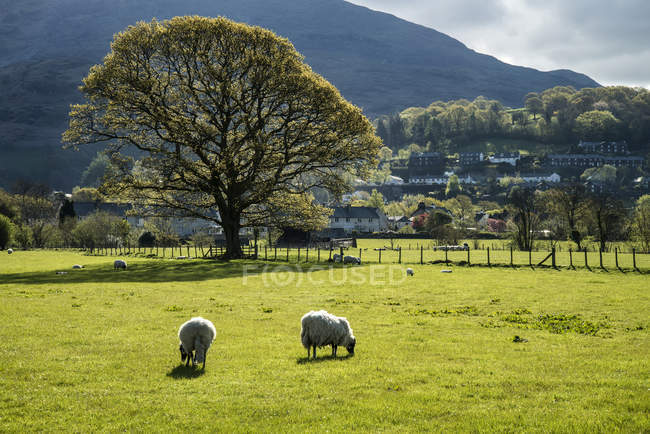 Lambs in sunlight in front of mountain — Stock Photo