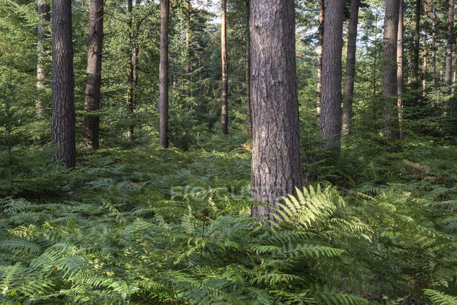 Лес летом — стоковое фото