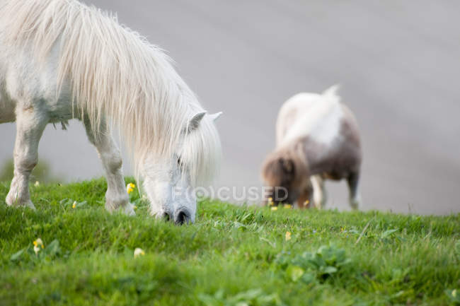 Cavalos na paisagem agrícola rural — Fotografia de Stock