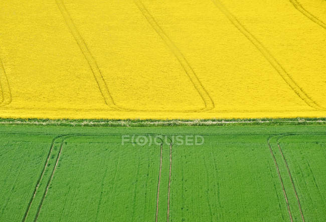 Landscape of rapeseed fields stretching into distance — Stock Photo