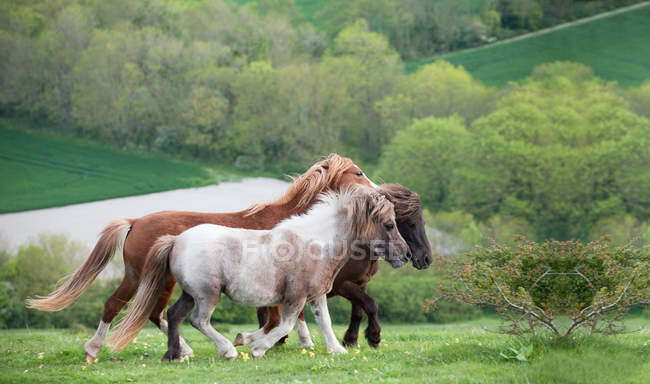 Cavalos na paisagem agrícola rural — Fotografia de Stock