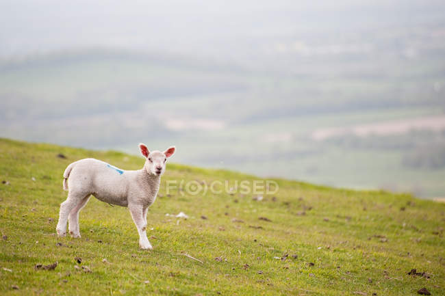 Lamm in bäuerlicher Landschaft — Stockfoto