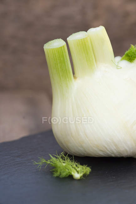 Свежая луковица фенхеля — стоковое фото