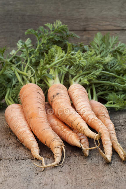 Freshly pulled carrots — Stock Photo