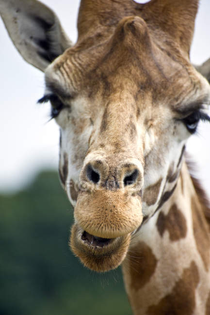 Primo piano del muso della giraffa — Foto stock