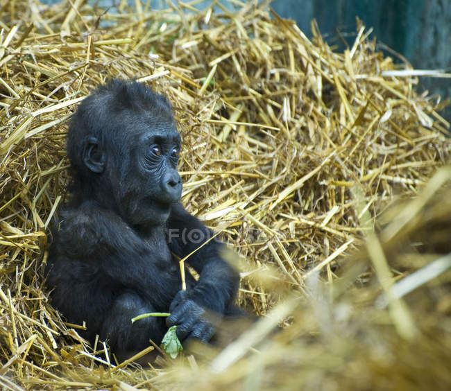 Gorilla rilassante nel fieno — Foto stock
