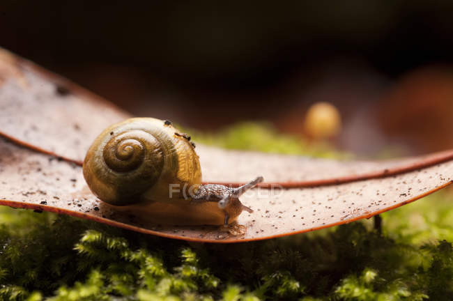 Common garden snail on leaf — Stock Photo