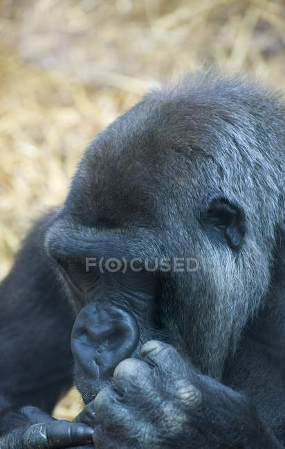 Western lowland gorilla — Stock Photo