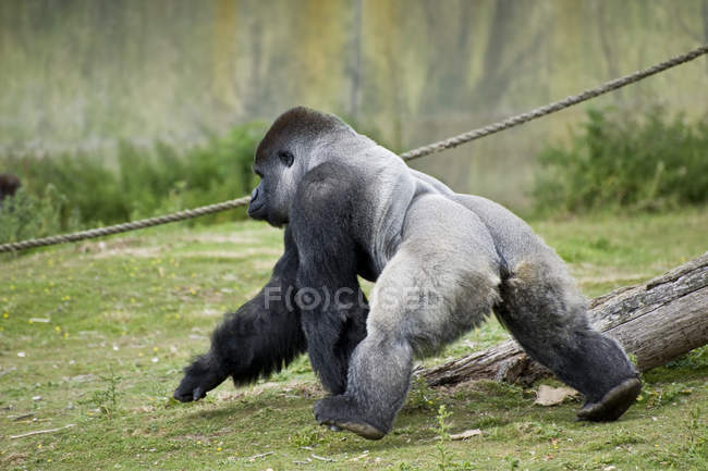 Gorilla walking on field — Stock Photo