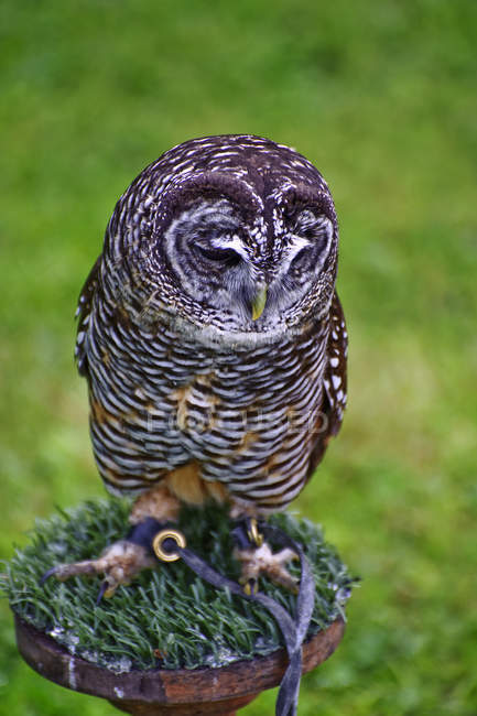 Falconry display with chaco owl — Stock Photo