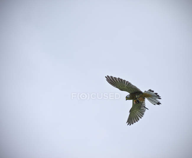 Espetáculo de falcoaria com kestrel masculino — Fotografia de Stock