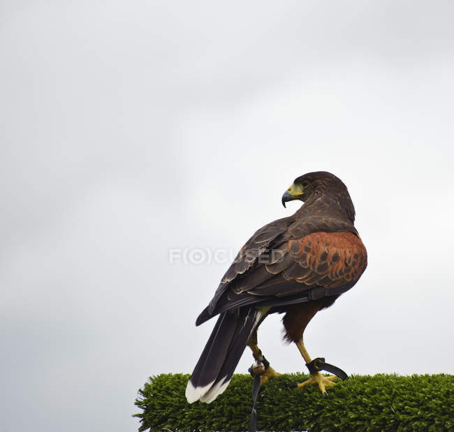 Espositore di falconeria con falco harris — Foto stock