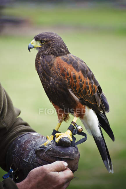 Falconry display with harris hawk — Stock Photo