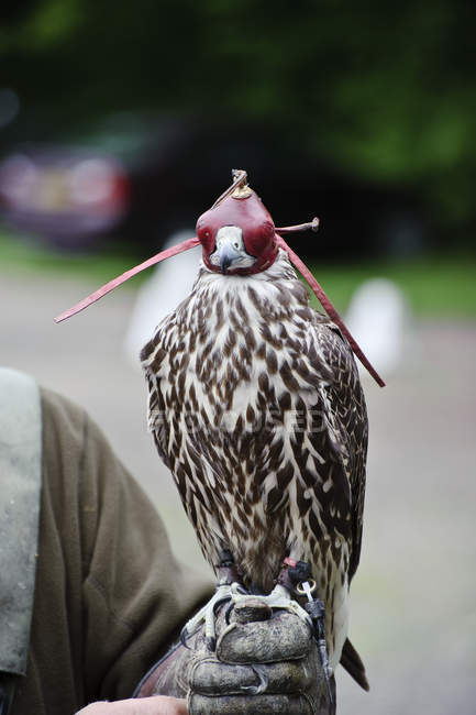 View of Falconry hood — Stock Photo