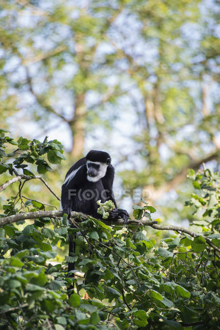 Mono De Brazza en copas de árboles - foto de stock