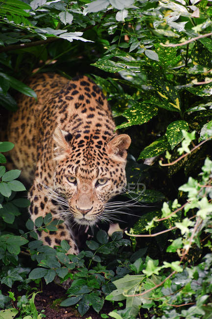 Leopardo Panthera Pardus — Fotografia de Stock