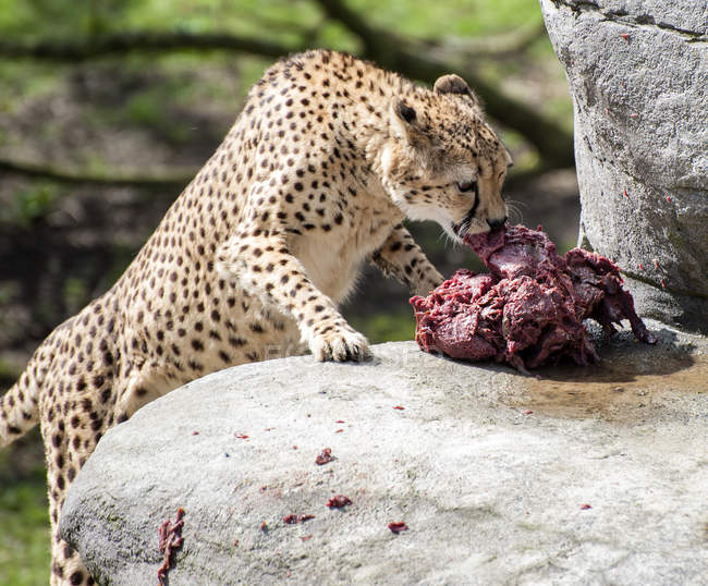 Cheetah comer carne crua — Fotografia de Stock