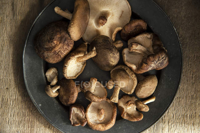 Cogumelos shiitake frescos na placa — Fotografia de Stock