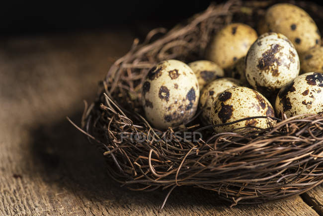 Oeufs de caille dans le nid — Photo de stock