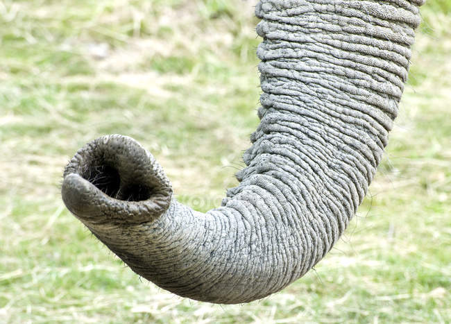 Primo piano dell'elefante africano — Foto stock